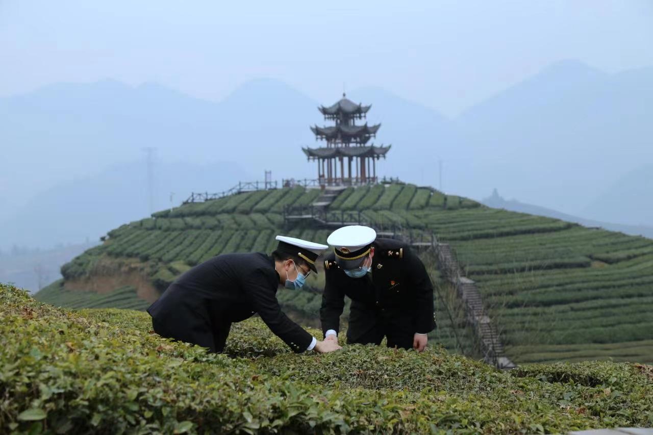 湖北茶叶俏销海外