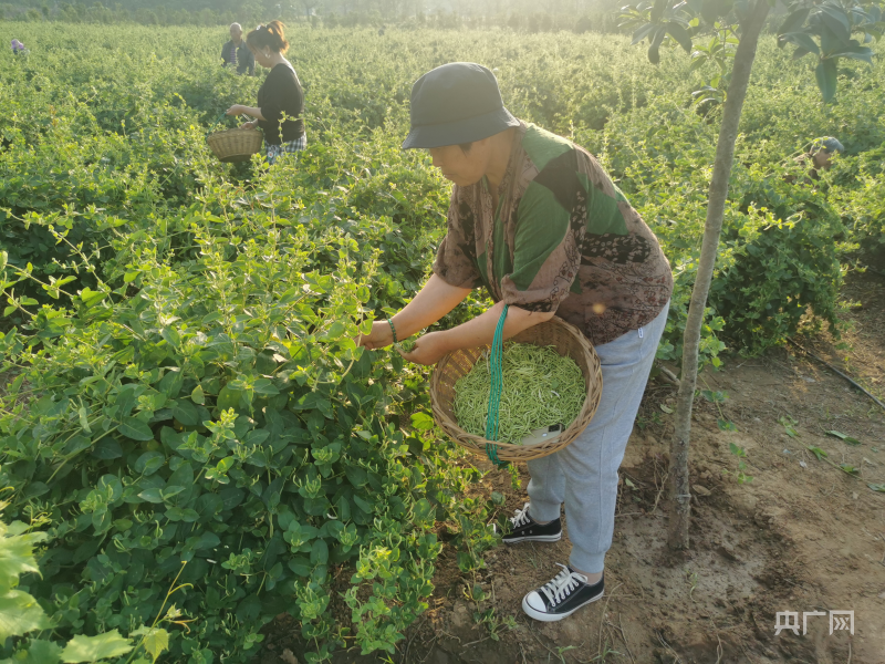 河南禹州：小小金银花成致富“幸福花”