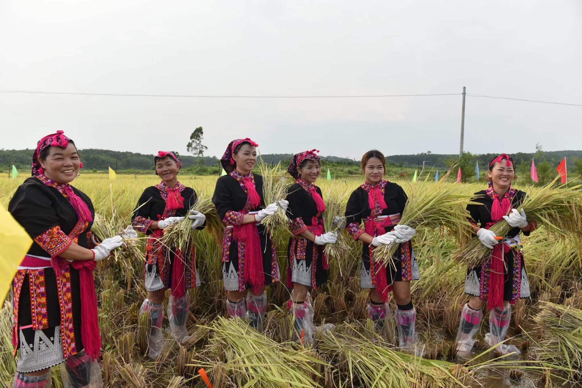 海南省屯昌县新兴镇稻香米开镰节开幕