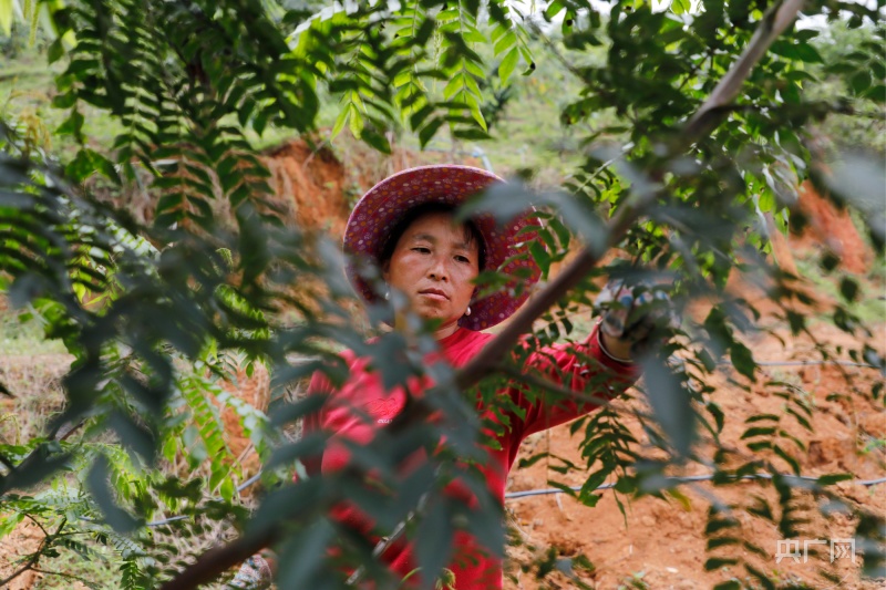 广东南药种植成林农致富好帮手