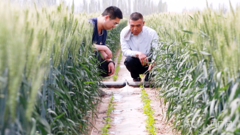 乡村振兴看新疆复合种植农作物长势喜人 丰收在望亚新体育(图2)