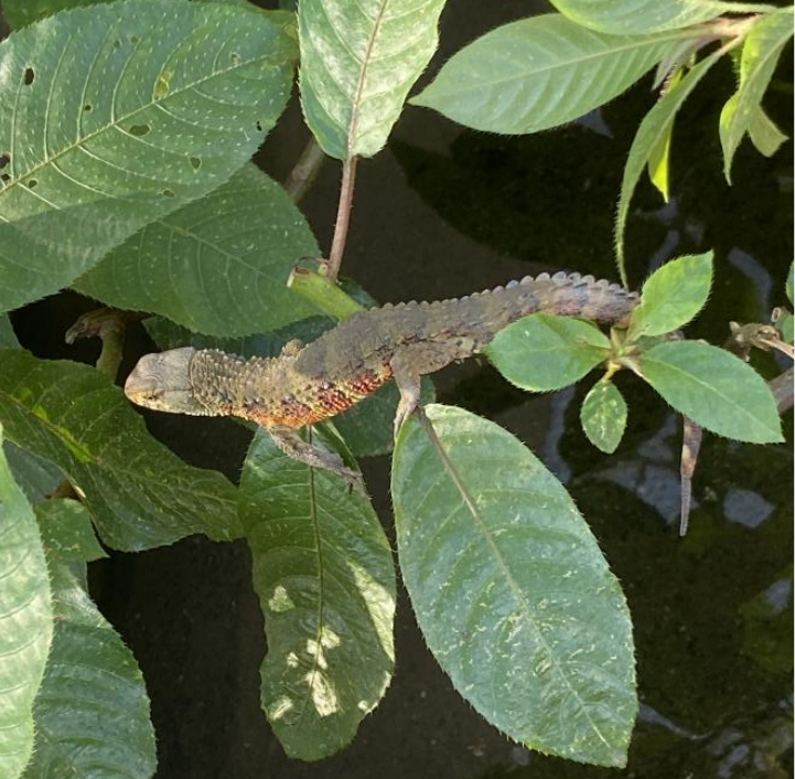 广西：保护爬行动物中的“大熊猫”鳄蜥