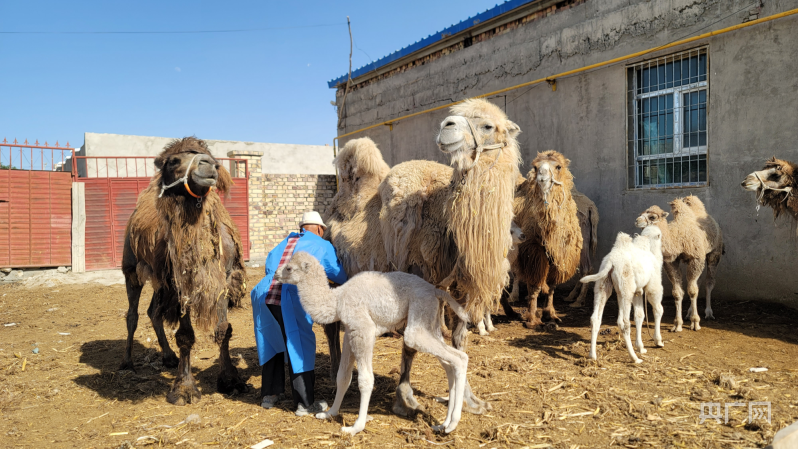 亚新体育骆驼养殖照亮村民增收好“钱”景(图2)