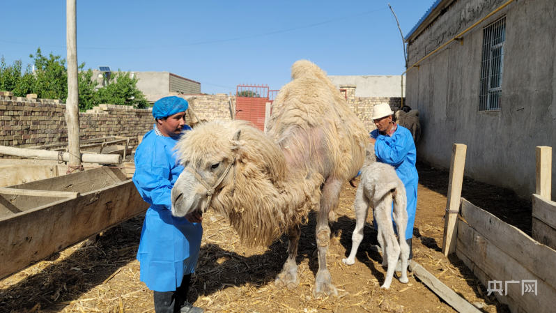 亚新体育骆驼养殖照亮村民增收好“钱”景(图1)