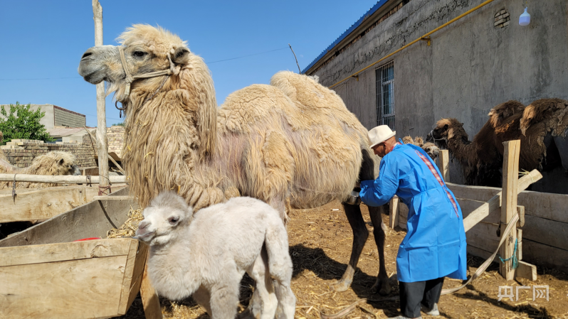 亚新体育骆驼养殖照亮村民增收好“钱”景(图3)