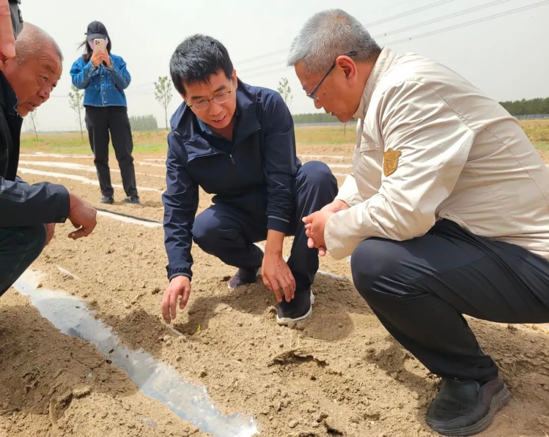 大同市粮食作物播种工作基本结束