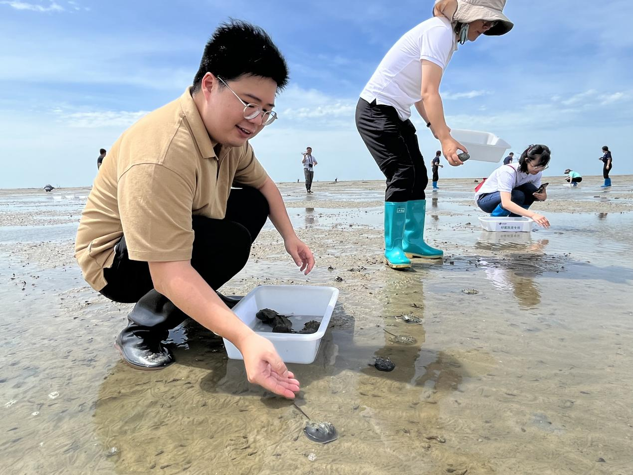 世界海洋日丨走进北海红树林 邂“鲎”美好_央广网