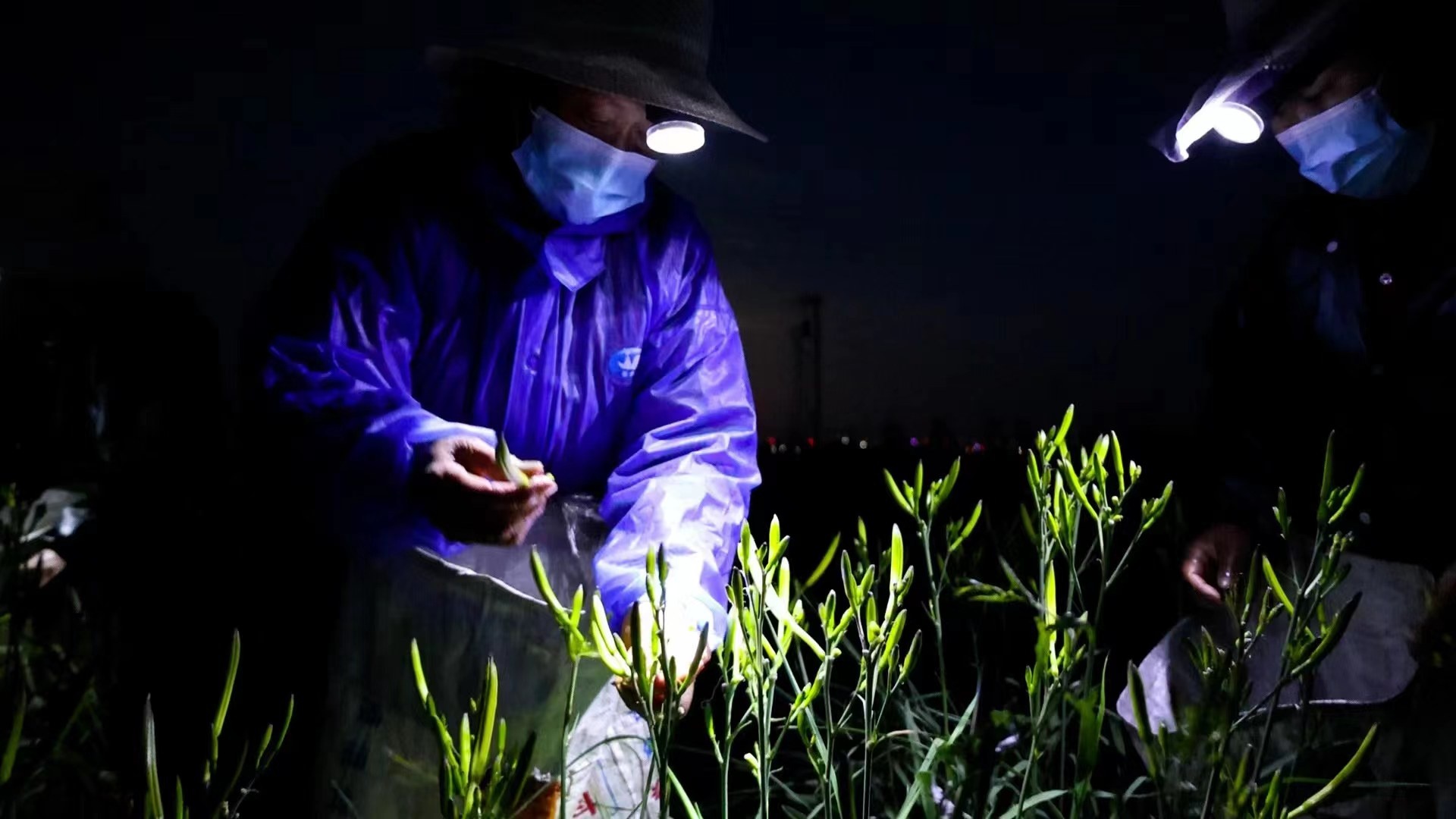 大同云州区全力推进黄花特色专业镇建设