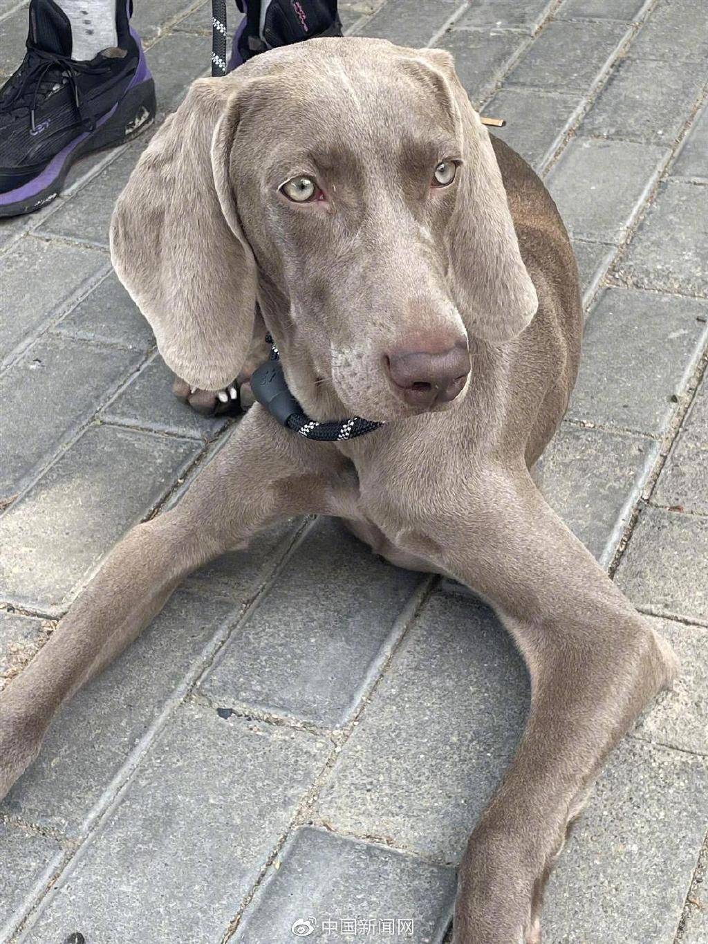 孙同学帮忙遛的威玛猎犬"茄子"