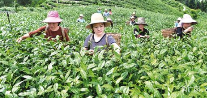 新宁：瑶乡绿茶香飘千里