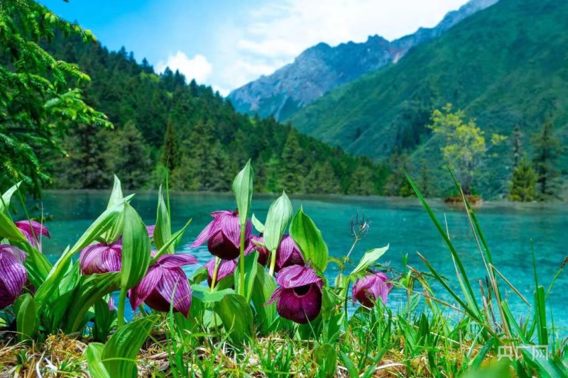 “相约黄龙  共画未来”黄龙第七届高山兰花节开启