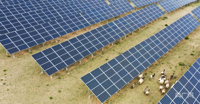 青海:"牧光互补"荒漠变绿洲 草丰羊肥人富_央广网