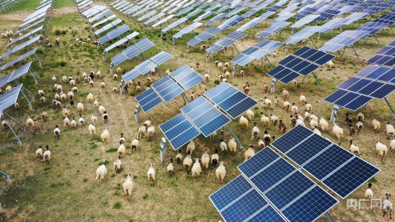 青海:"牧光互补"荒漠变绿洲 草丰羊肥人富_央广网