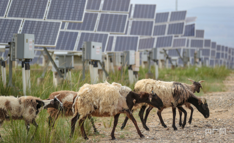 青海:"牧光互补"荒漠变绿洲 草丰羊肥人富_央广网