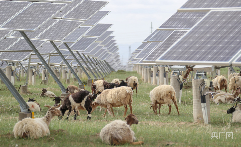 青海:"牧光互补"荒漠变绿洲 草丰羊肥人富_央广网
