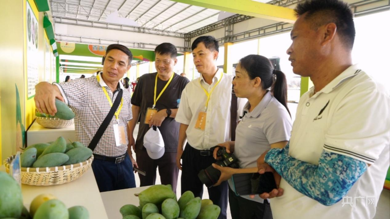 澳门新葡澳京官网闻见·水果香丨芒乡很忙！中国芒果交易中心高峰期日发货量50万件(图2)