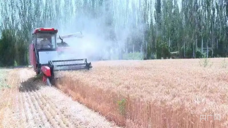且末县9.71万亩小麦开镰收割