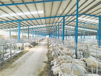 澜沧县:湖羊成为“致富羊”