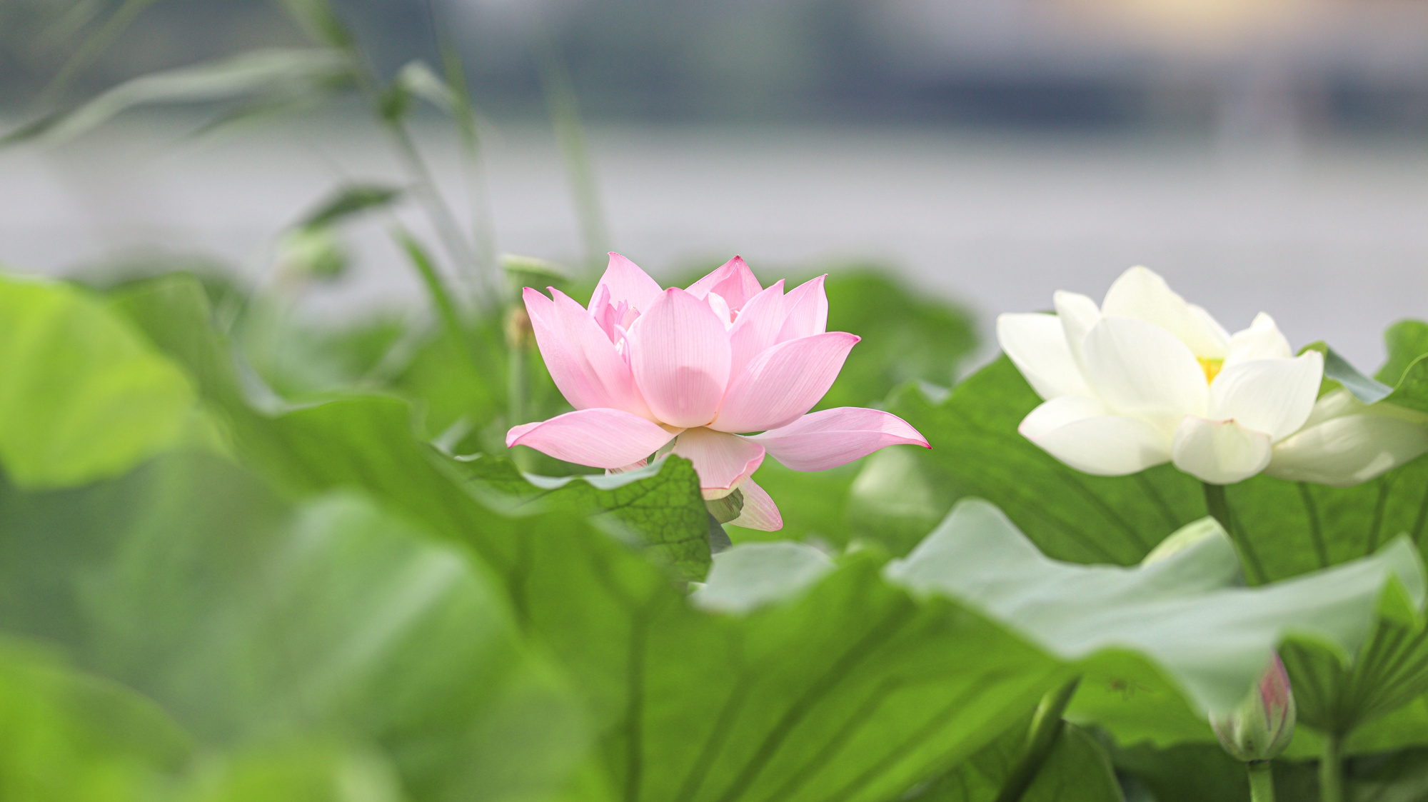 武汉:小暑荷花盛 盛夏蝉鸣中_央广网