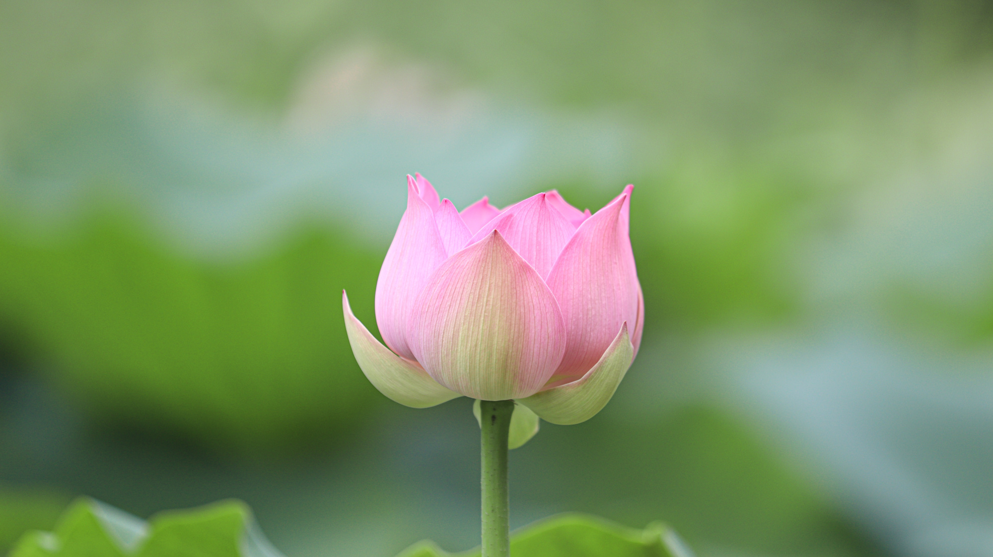 武汉:小暑荷花盛 盛夏蝉鸣中_央广网