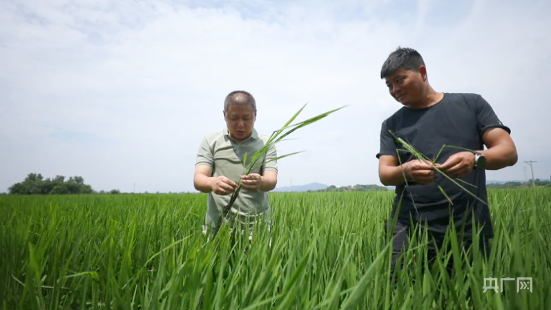 安徽和县：加强再生稻田管 夯实粮食丰收基础