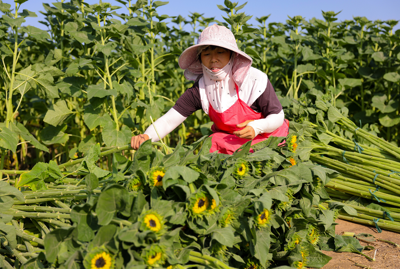 河北定兴：花卉产业助农增收