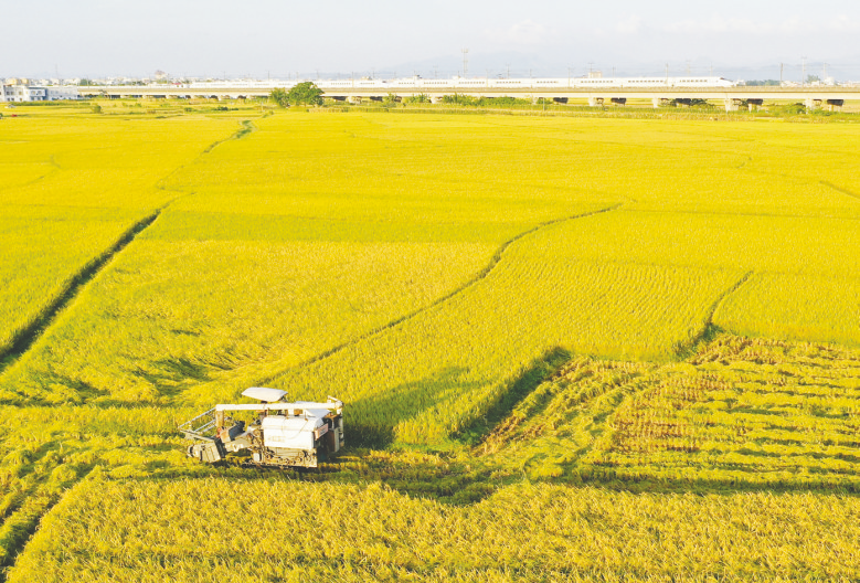 广西已收早稻496.86万亩
