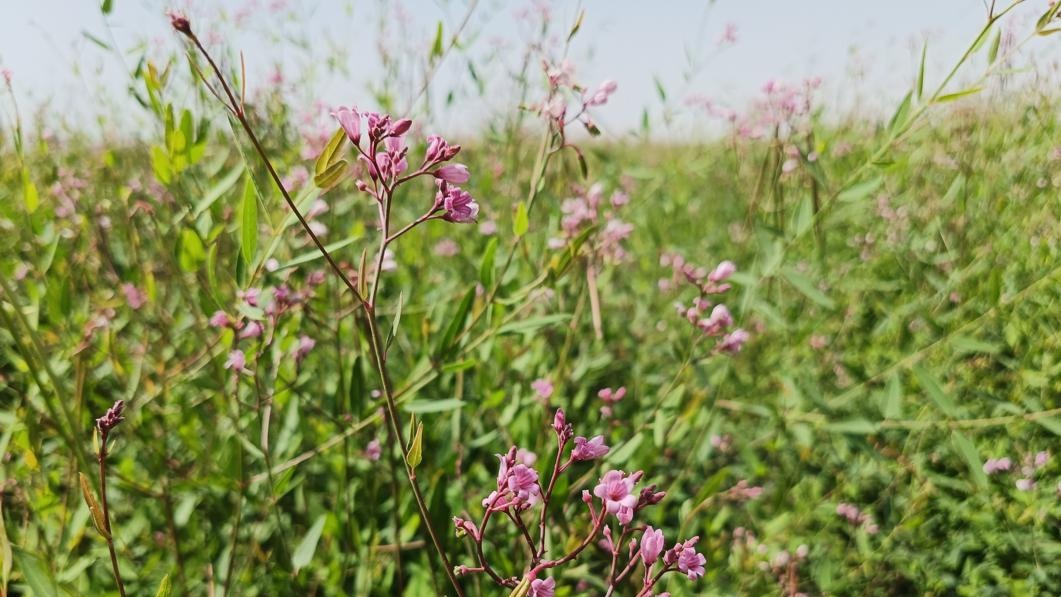 JN江南体育库尔勒：罗布麻“甜蜜”花开致富路(图1)