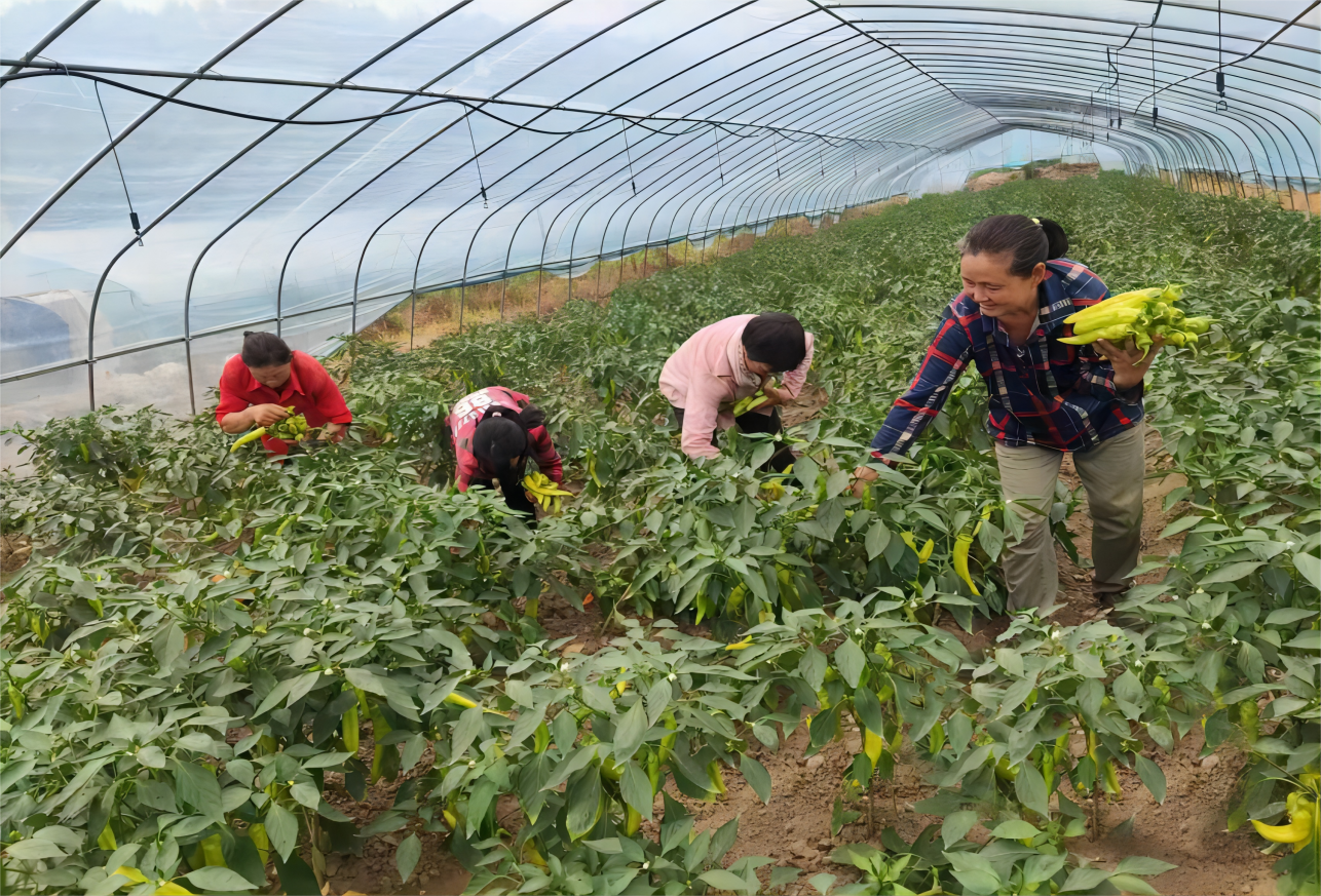 湖北郧西:订单经济助力“小蔬菜”走向“大市场”