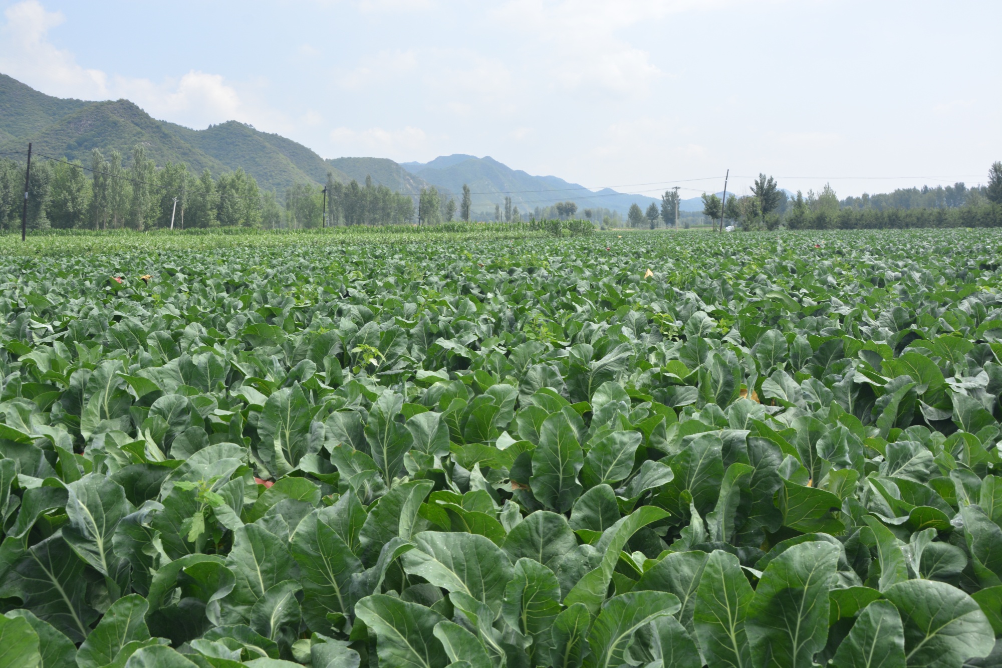 河北宽城：露地蔬菜让村民腰包鼓起来