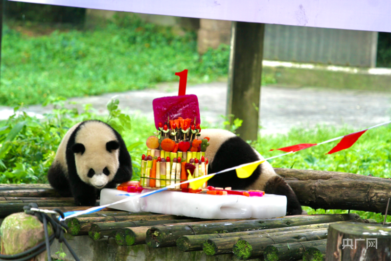 重庆大熊猫“渝可渝爱”一岁啦！生日Party人气爆棚