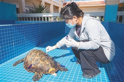 三沙北岛海龟保护记