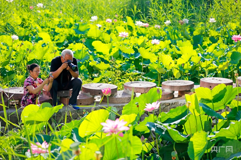 瞰山西|襄汾:大暑荷花别样红_央广网