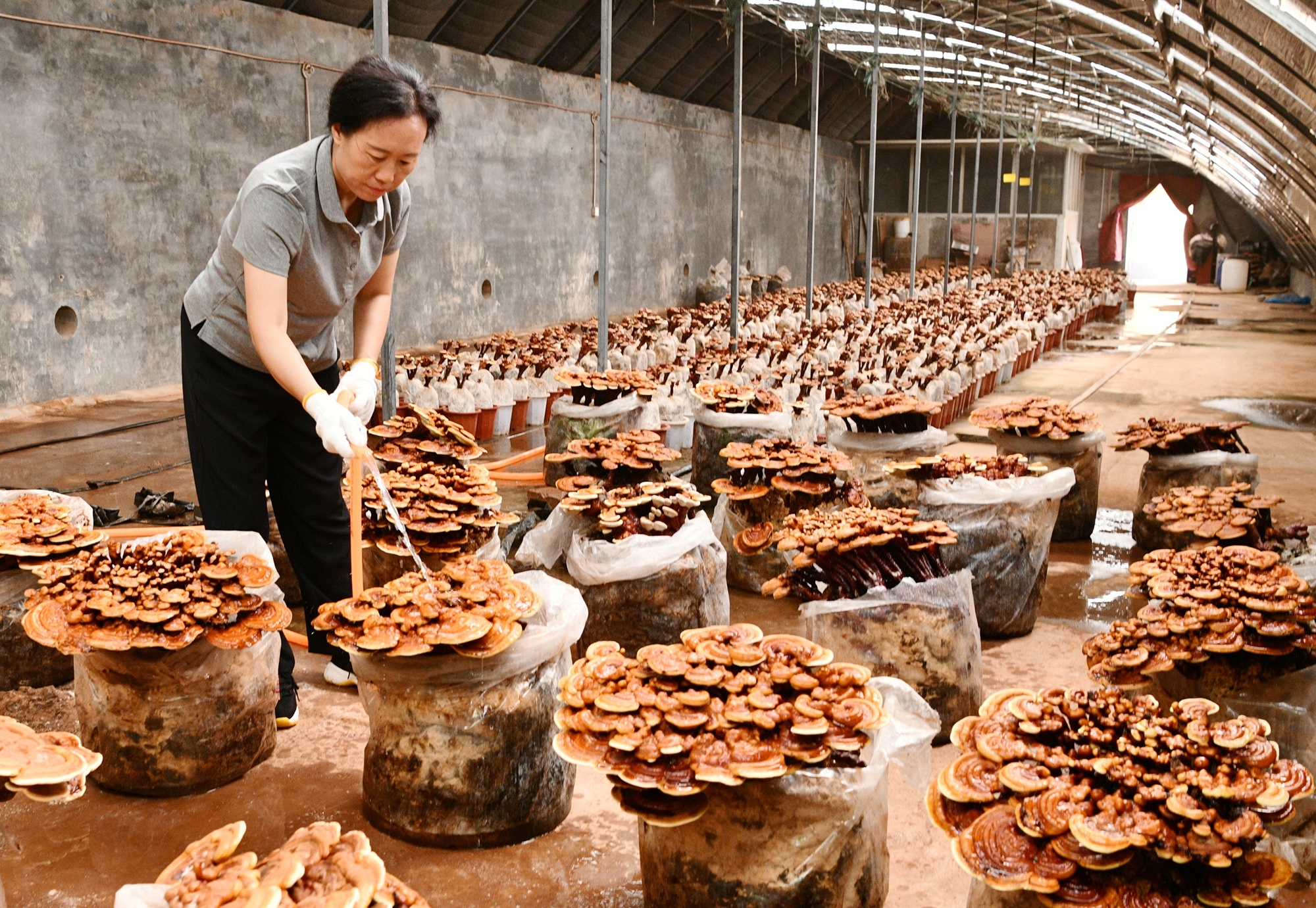 石家庄栾城:特色灵芝种植撑起农民致富伞