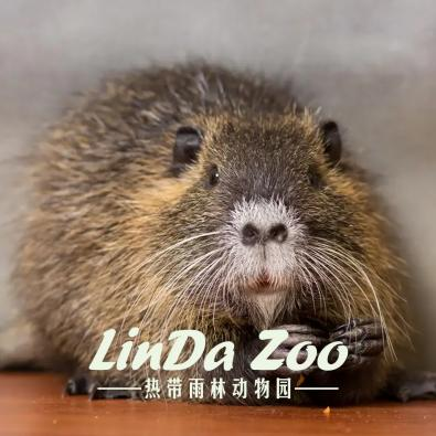 你见过加拿大的国宝动物吗?快来哈尔滨世界欢乐城看看吧!_央广网