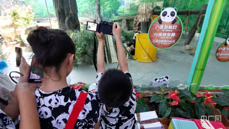 厦门大熊猫双胞胎与“同龄人”共庆生日