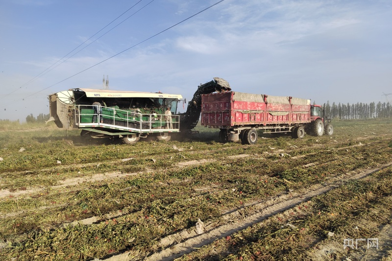 焉耆县6.69万亩工业番茄进入采收期