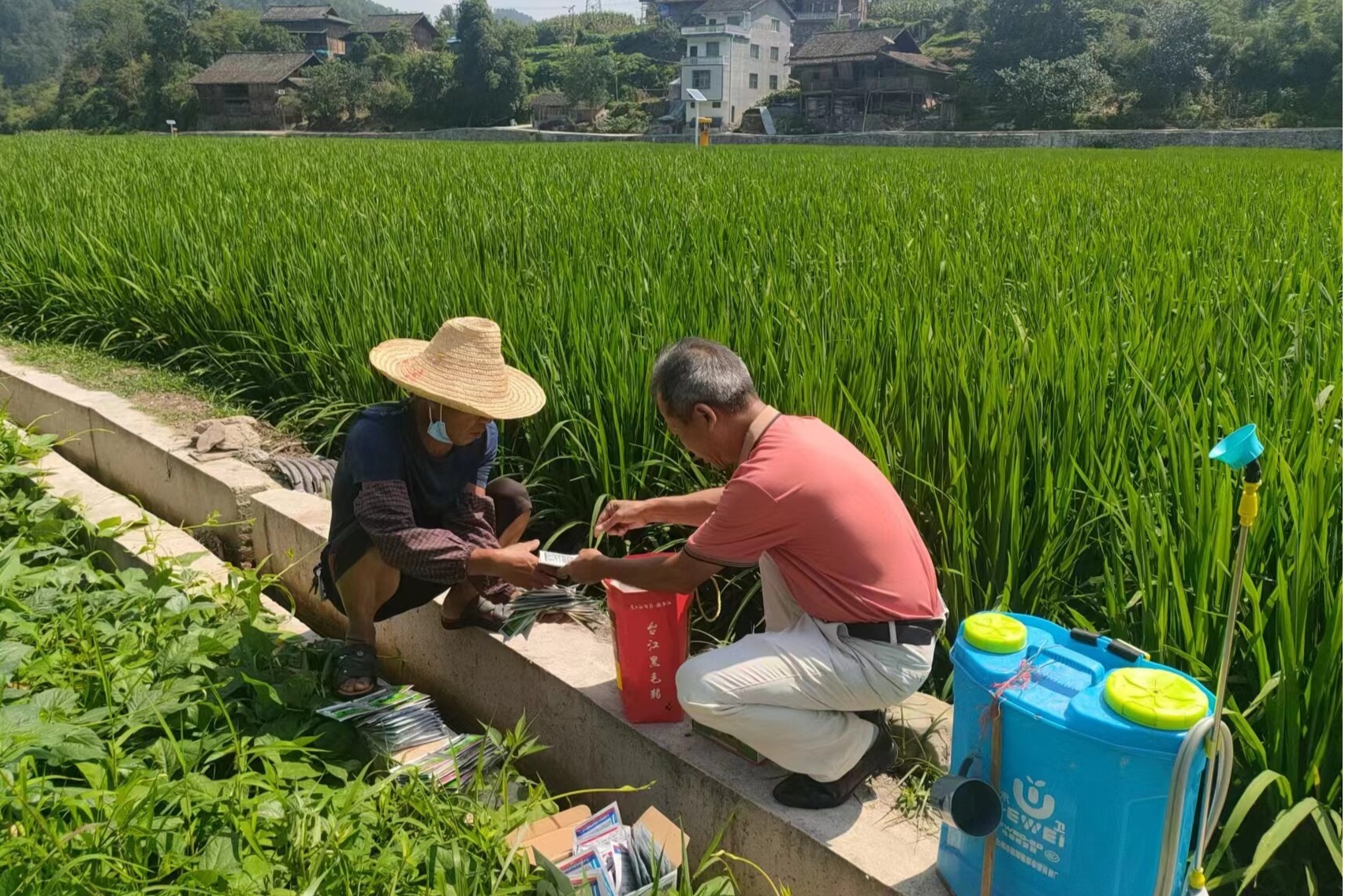 贵州台江：水稻高效管护 保粮又稳产