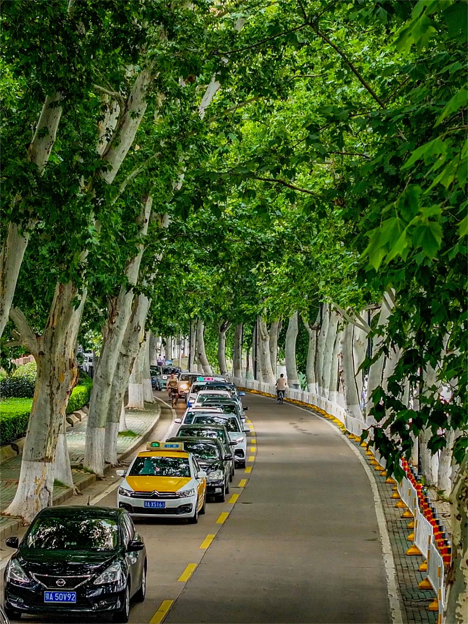 首批"武汉最具特色林荫路"网络评选启动_央广网