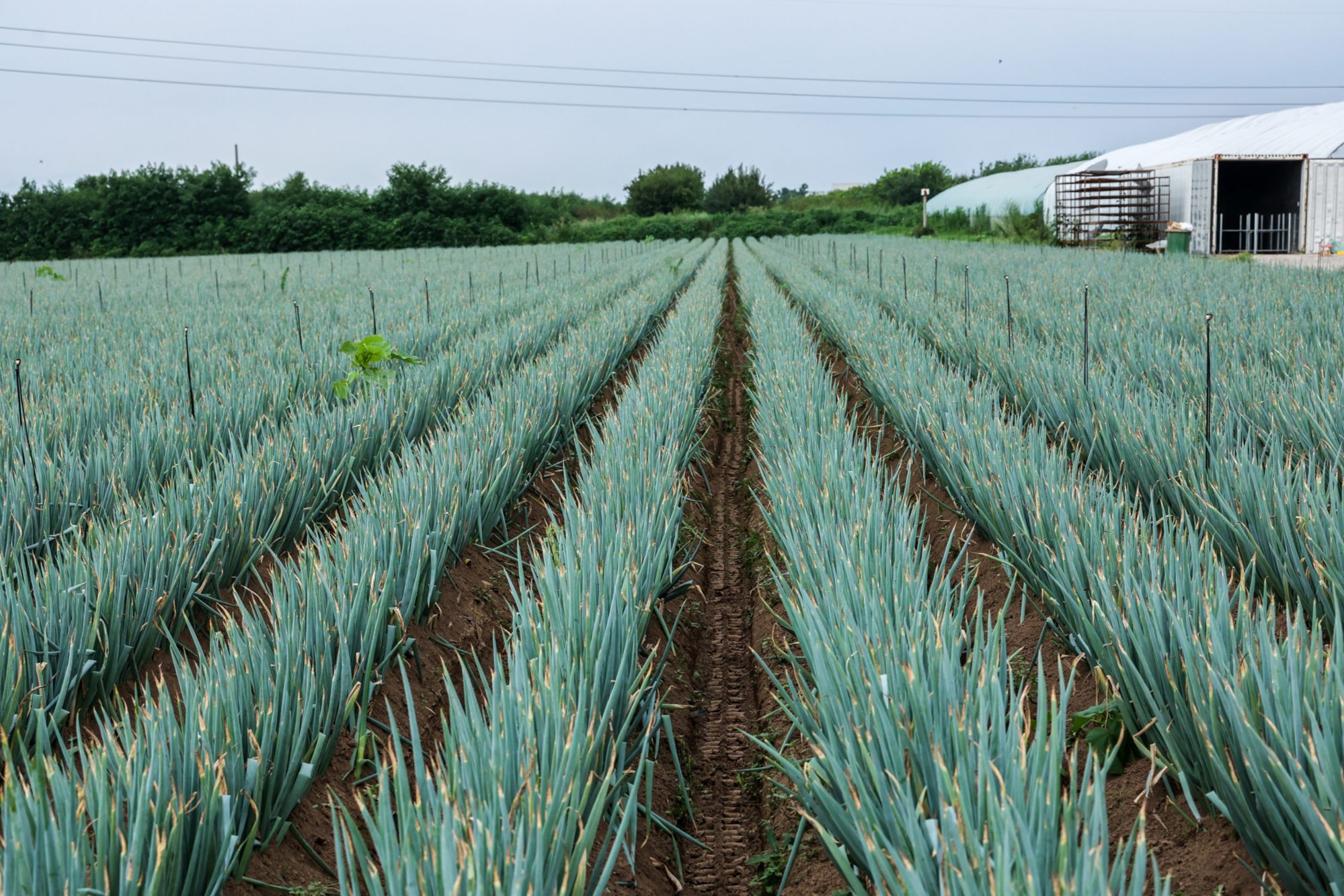 西咸新区大葱种植产业化助力农业发展