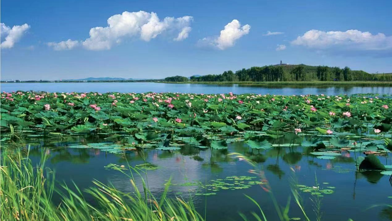 美丽的莲花湖公园图片