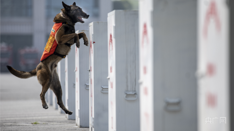 直击重庆特勤消防"特种兵"搜救犬训练剪影_央广网