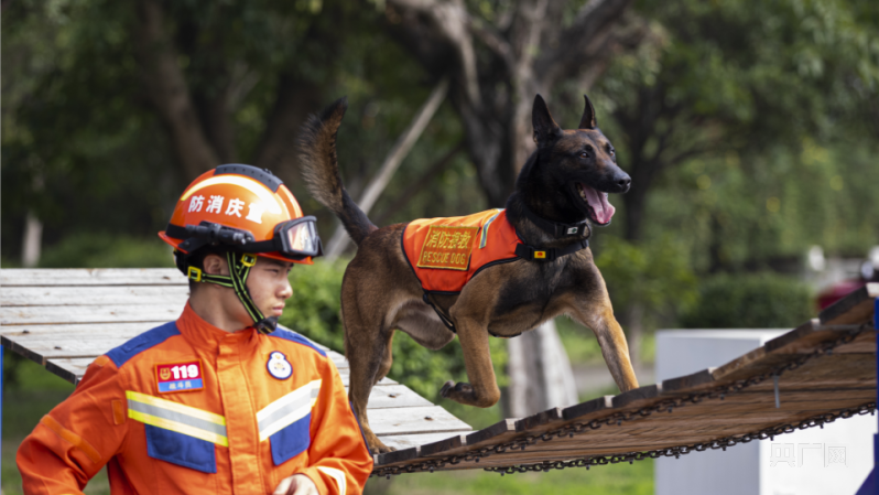 图集不惧酷暑直击重庆特勤消防特种兵搜救犬训练剪影