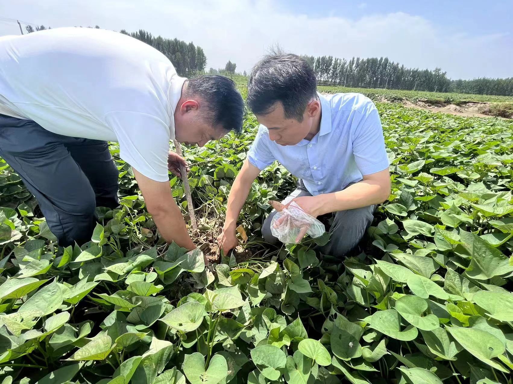 保定复工复产“进行时” 定兴县农技下乡指导灾后蔬菜生产PG电子网站 PG电子(图4)