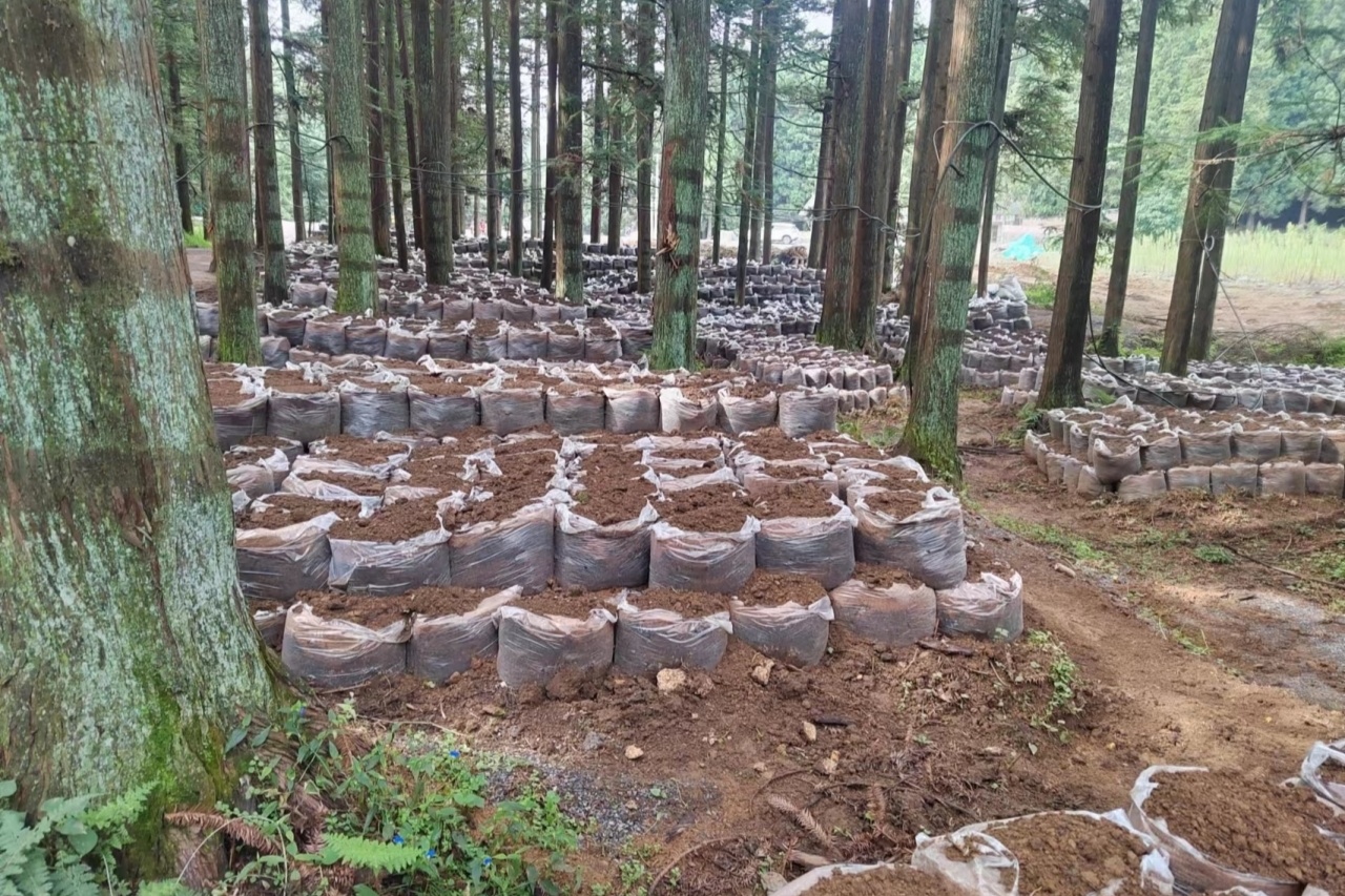 贵州纳雍林下种天麻就业好钱景
