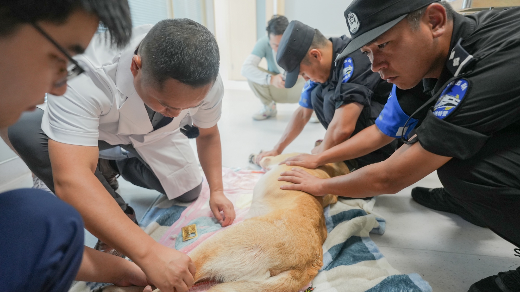 备战亚运安保 警犬在浙大高萌体检