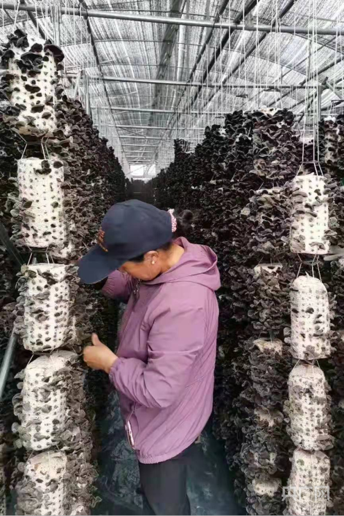 甘肃漳县：打造农旅融合的“诗与远方开云体育 开云官网”(图3)