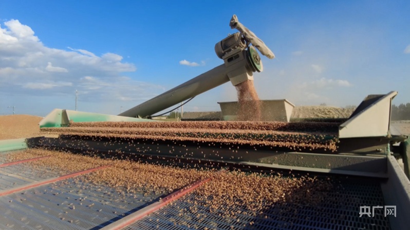 风吹麦浪香 呼伦贝尔300万亩小麦开镰收割