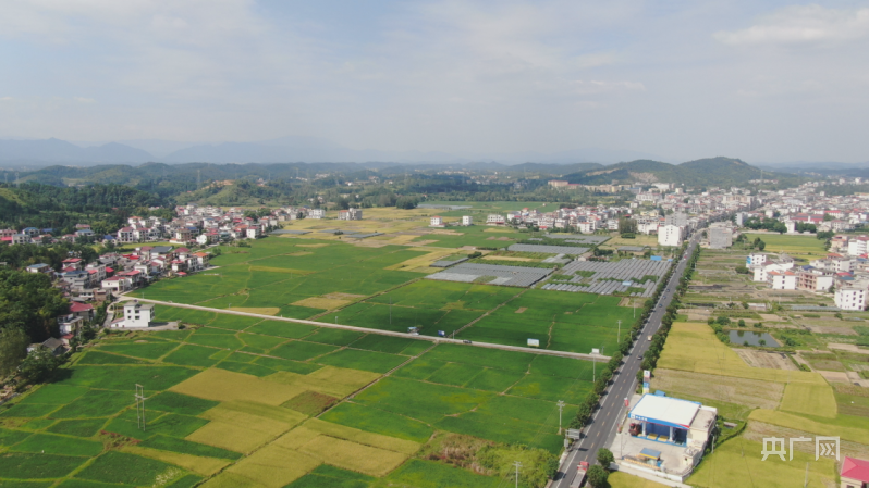 洞口：田间“把脉支招” 助力晚稻丰收