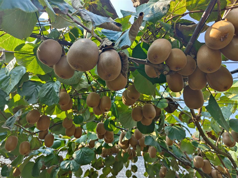 德阳新品种猕猴桃获丰收